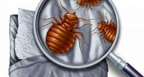 Check for bed bugs in bed