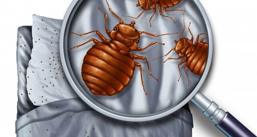 Check for bed bugs in bed