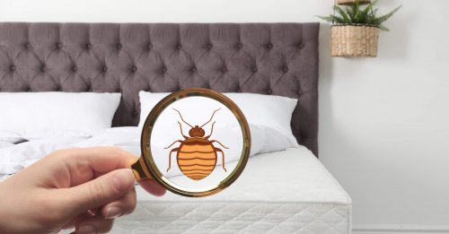 Bed bugs found in bed