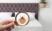 What to do if you have Bed Bugs in Brooklyn